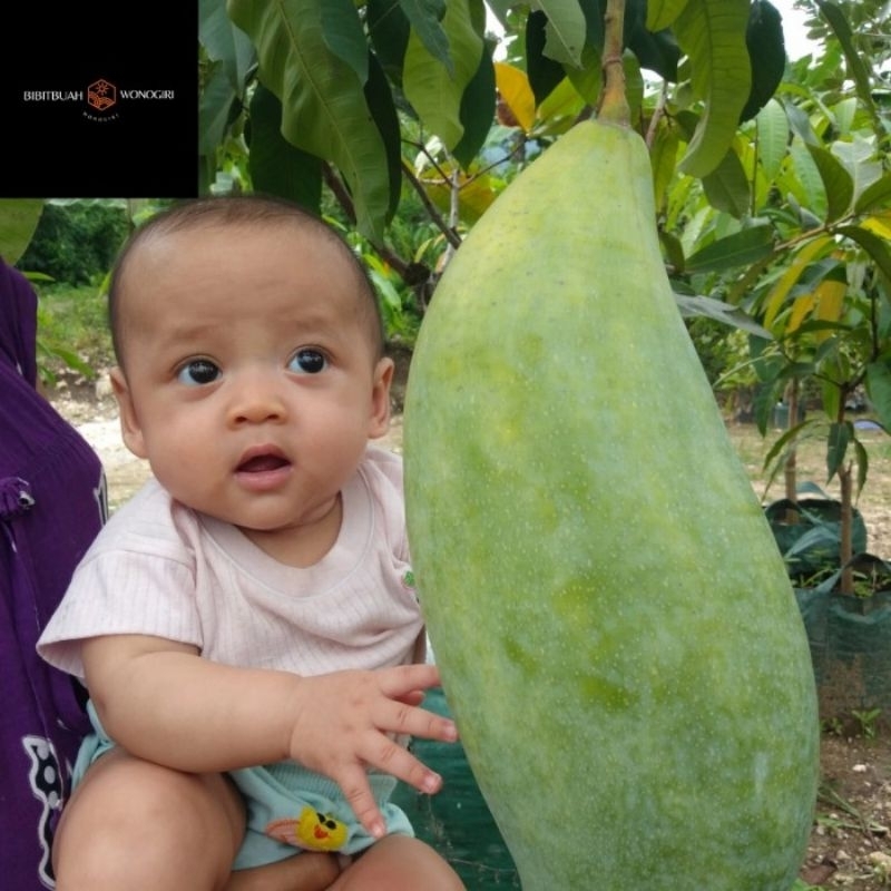 bibit mangga mahatir batang besar 1 meter up