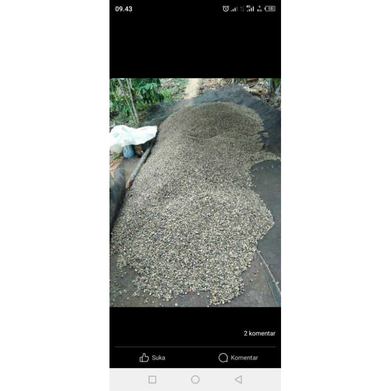 

BIJI KOPI DARI TANGGAMUS LAMPUNG
