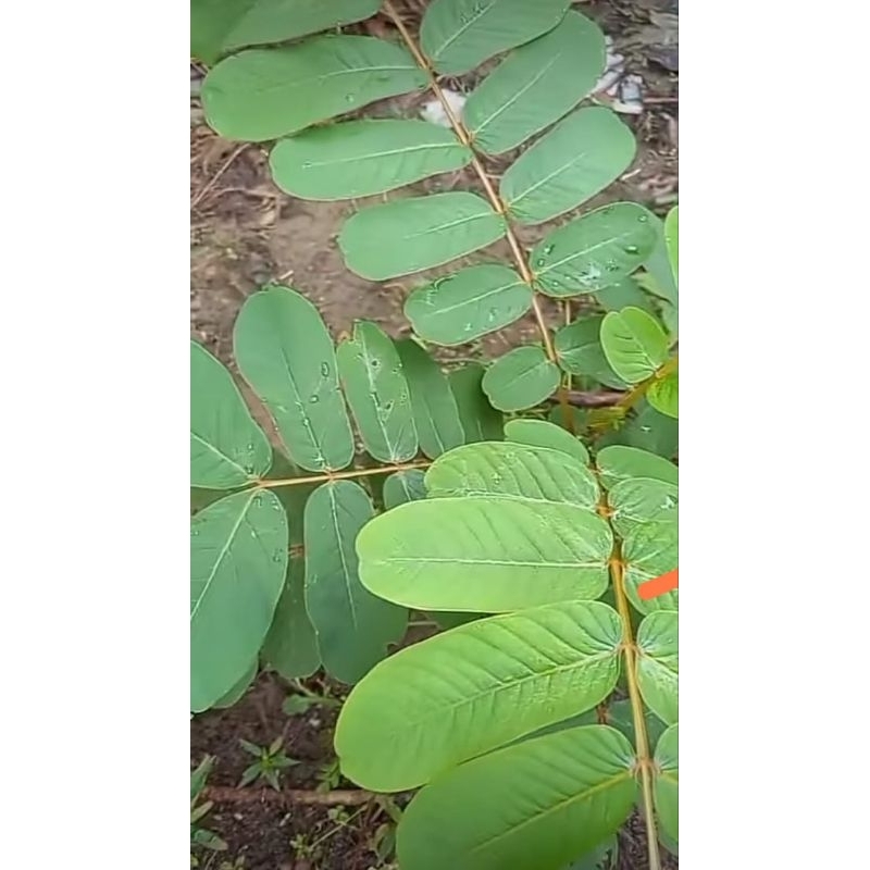 

daun kimanila segar - ketepeng segar 500 gr