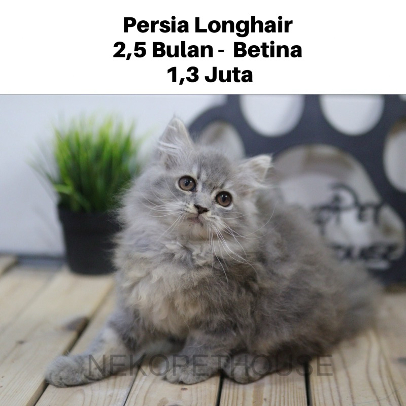 Kucing Persia Longhair Kitten Anak Kucing