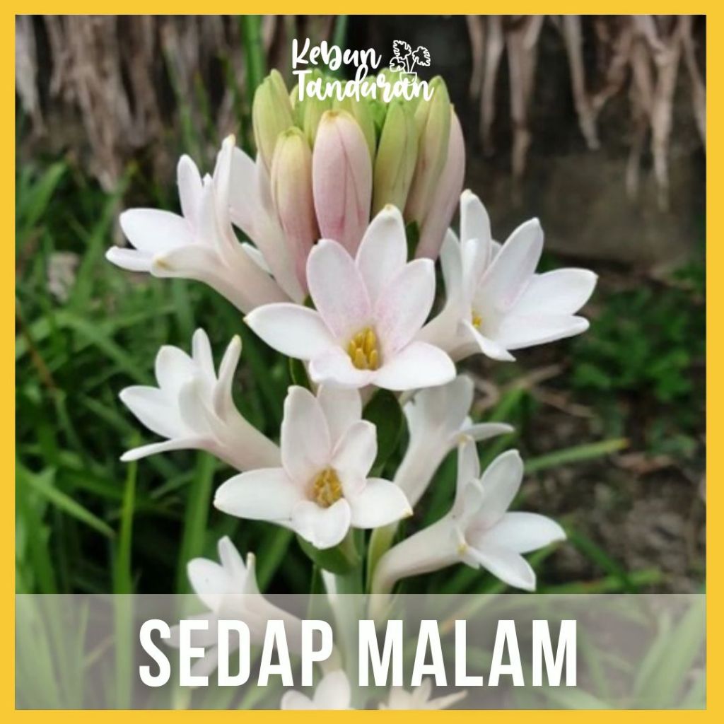 Tanaman Bunga Sedap Malam Wangi Bibit Hidup Kembang Sundel Sedap Malam Pohon Asli Siap Berbunga