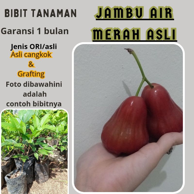 BIBIT JAMBU AIR MERAH