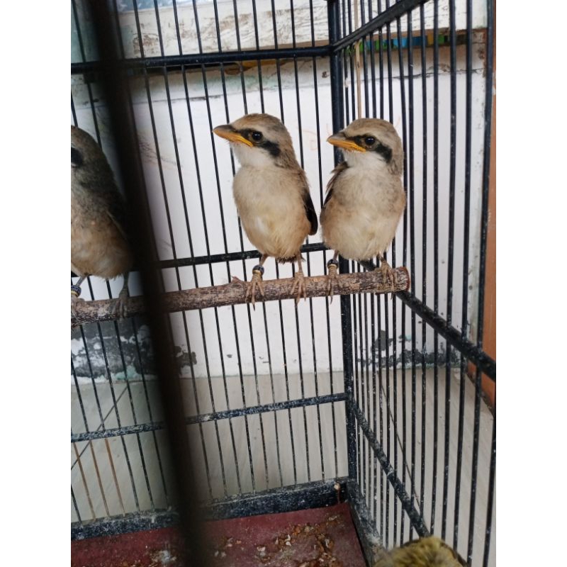 cendet superan ORI ponorogo Jawa Timur