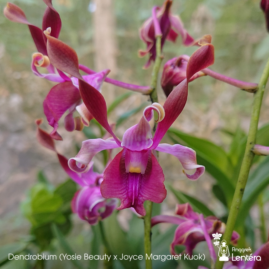Dendrobium (Yosie Beauty x Joyce Margaret Kuok) Anggrek Dendro Bunga Keriting Melintir Pink - Dewasa