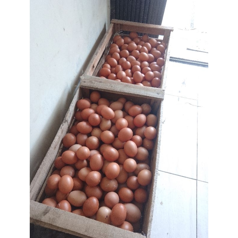 

Telur Ayam