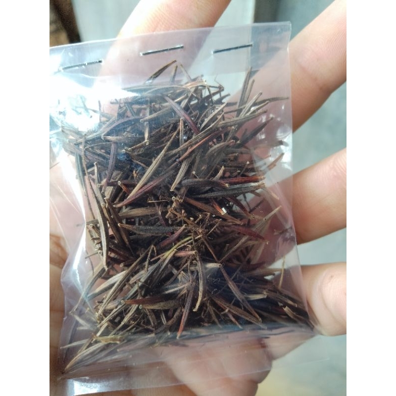 BIJI KENIKIR ISI 100 BIJI / BIJI KENIKIR / BENIH KENIKIR / TANAMAN KENIKIR