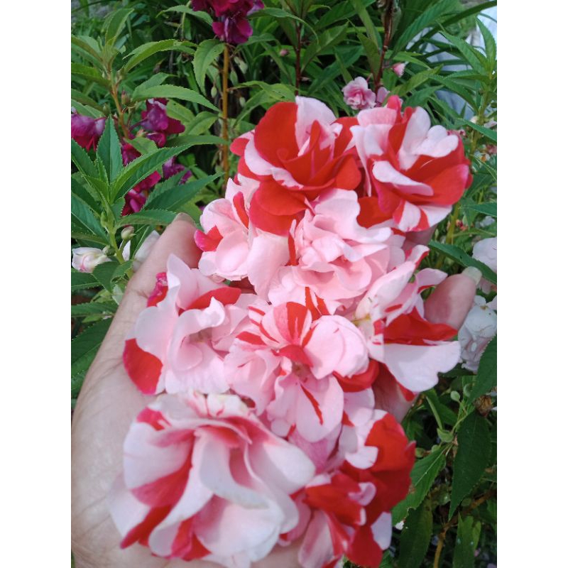 Impatient Balsmina Batik Merah Putih / Pacar air