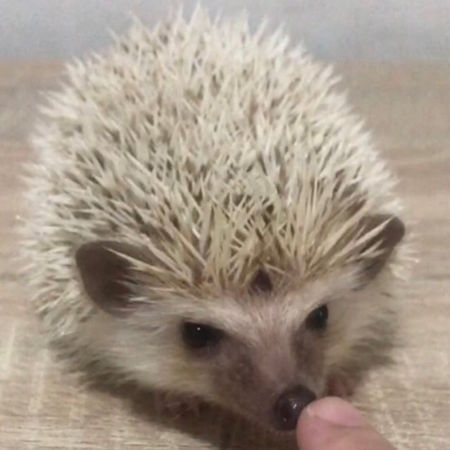 Landak Mini Snowflake ( KHUSUS INSTANT DAN SAMEDAY )