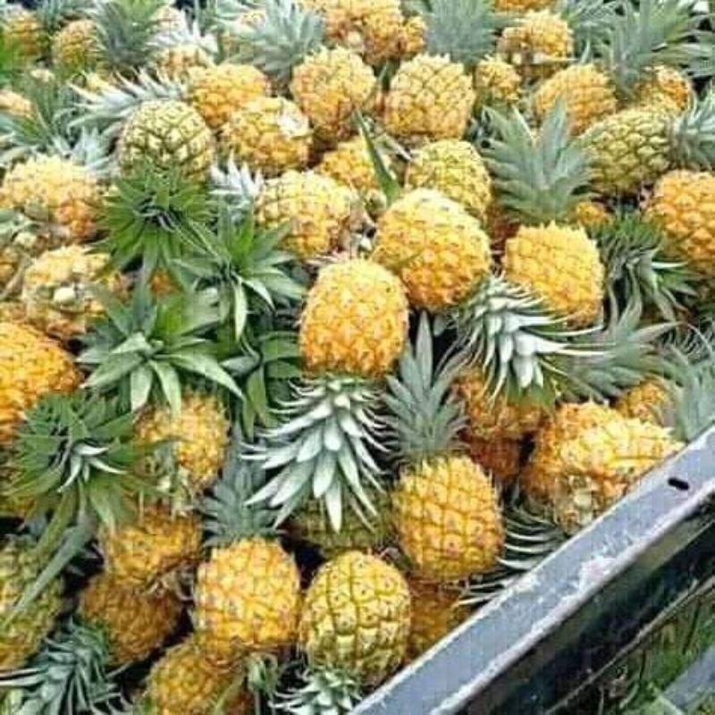 

BUY 10 GET 11 PROMO Nanas Madu Pemalang 1 Buah