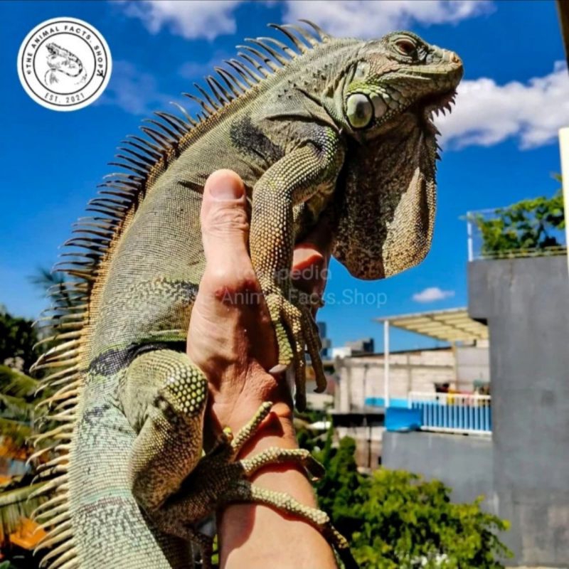 GREEN IGUANA JANTAN