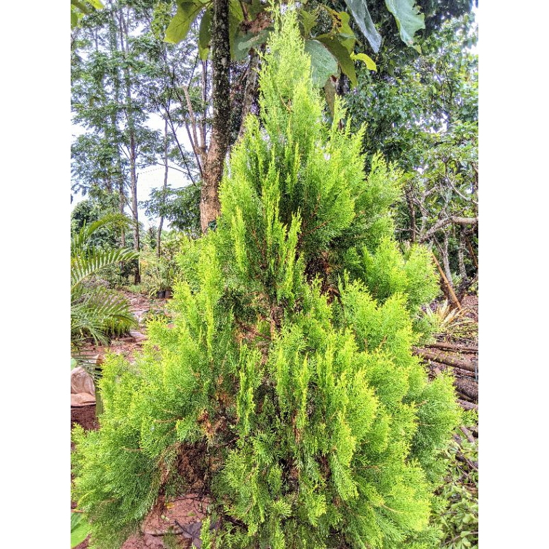 POHON CEMARA KIPAS TINGGI 2 METER-POHON TERMURAH CEMARA KIPAS TINGGI 2 METER