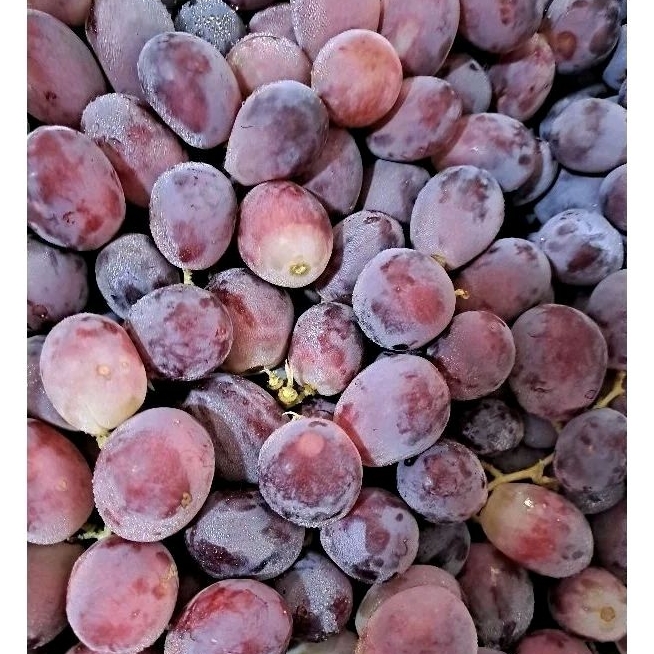 

Buah Anggur Fresh ( 1000 Gram)