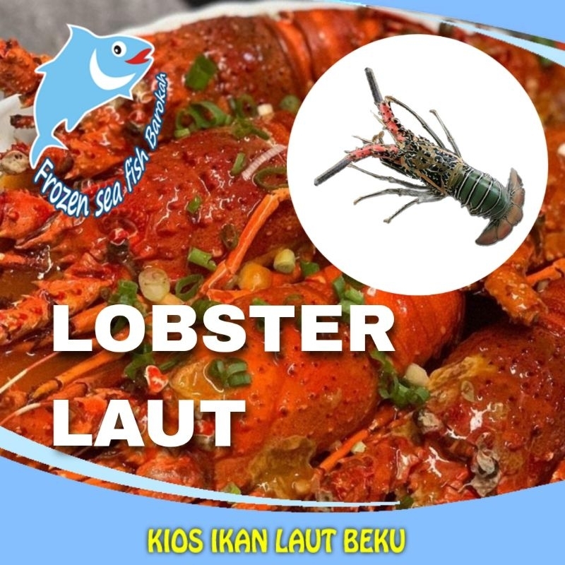 

LOBSTER LAUT