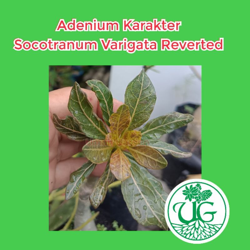 Adenium Karakter Socotranum Varigata Reverted Grafting (size A/A-) ( adenium/kamboja jepang / desert