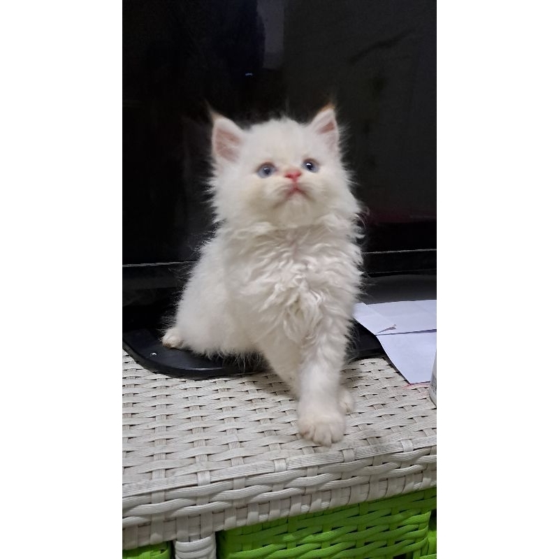 Anak kucing anggora/kitten Persia flatnose/kitten Persia betina/kucing Persia flatnose betina/kitten Persia Himalaya