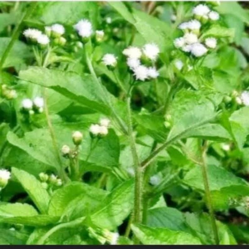 

DAUN BABADOTAN
