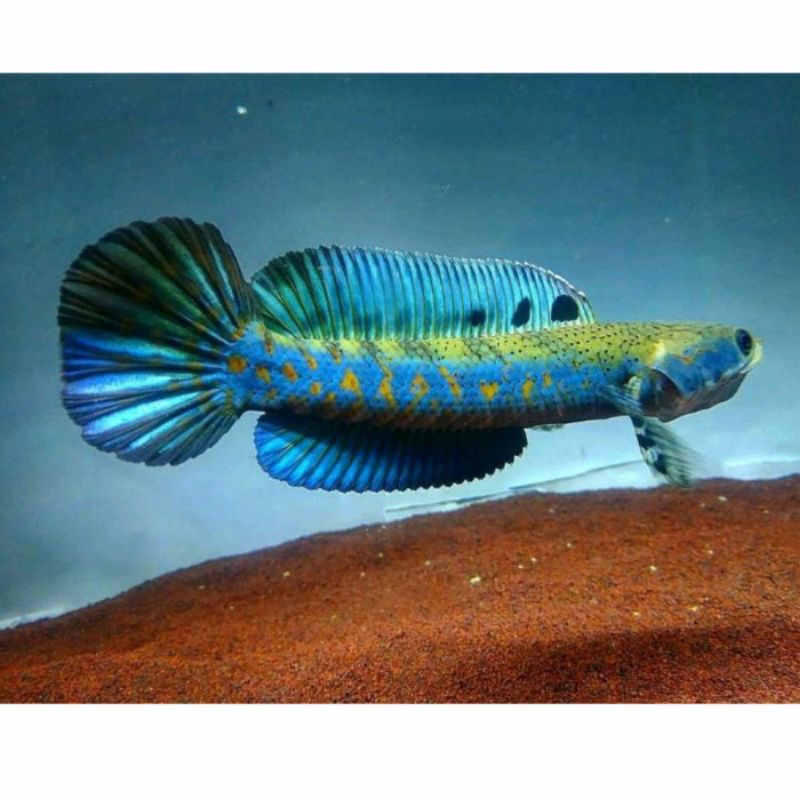 jual channa blue pulchra gondrong dan galak