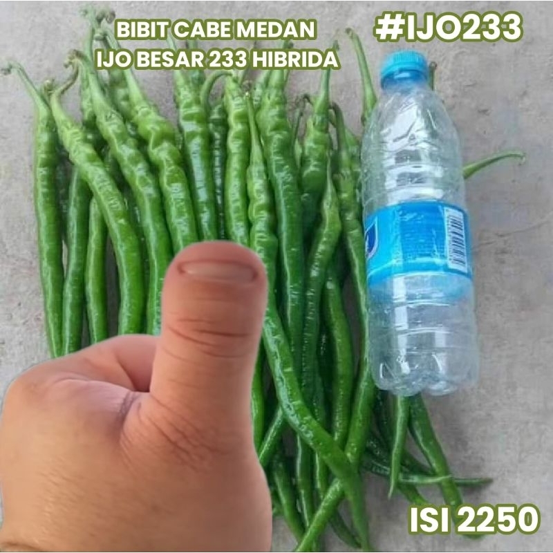 BIBIT CABE MEDAN IJO BESAR 233 HIBRIDA