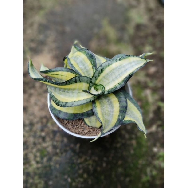 Sansivera Golden Wendys