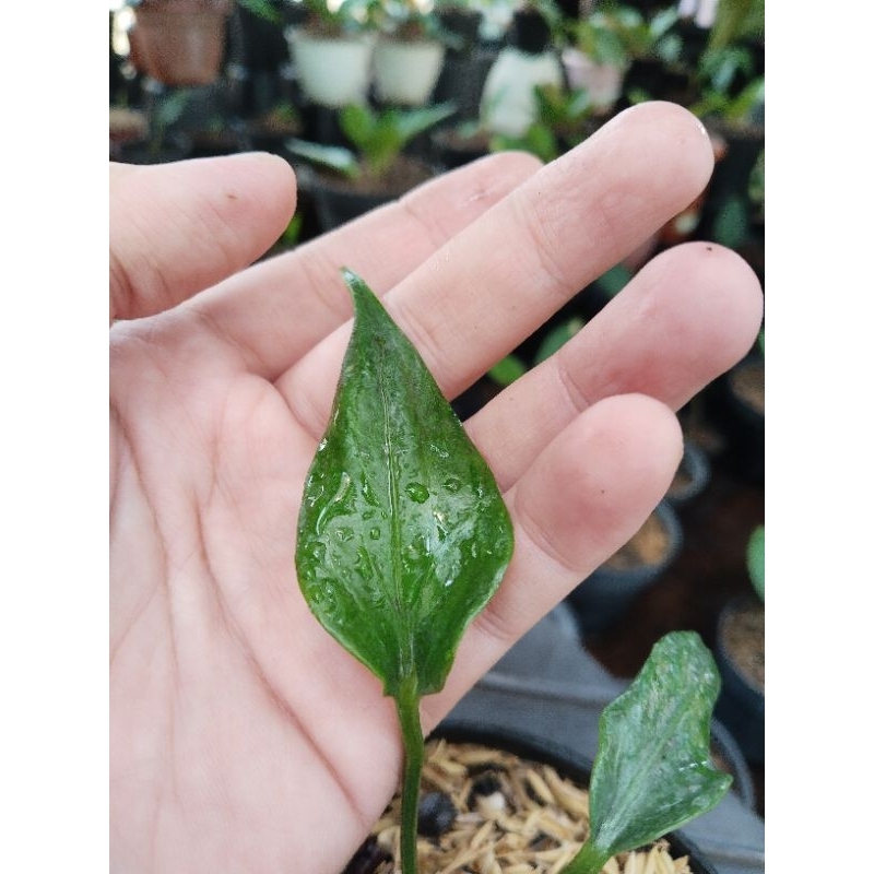 anrhurium corong x jemani ( koleksian) mutasi