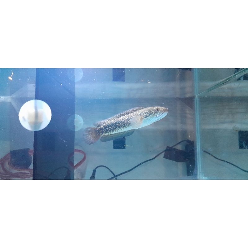 chana asiatica kalimaya,red spot 15cm