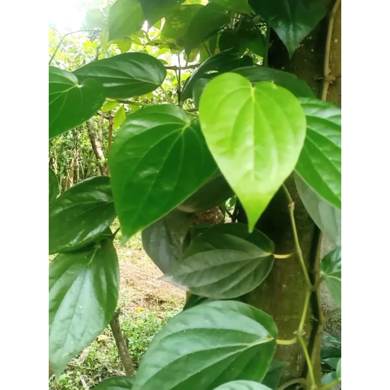 

SIRIH SEGAR ORGANIK%