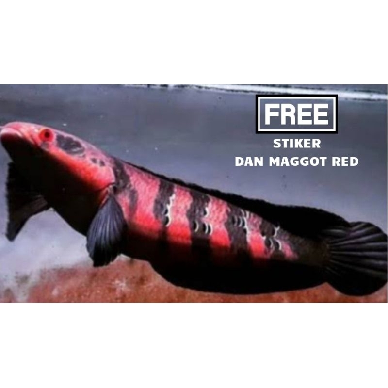 Red Barito Super Pedas simet bar tebal