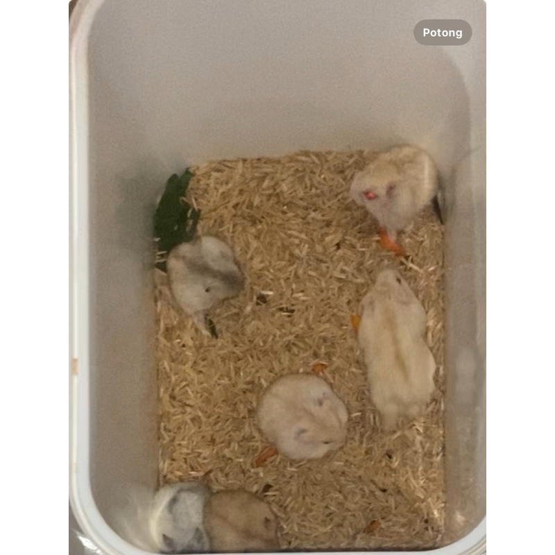 Hamster winter white golden jantan betina cantik