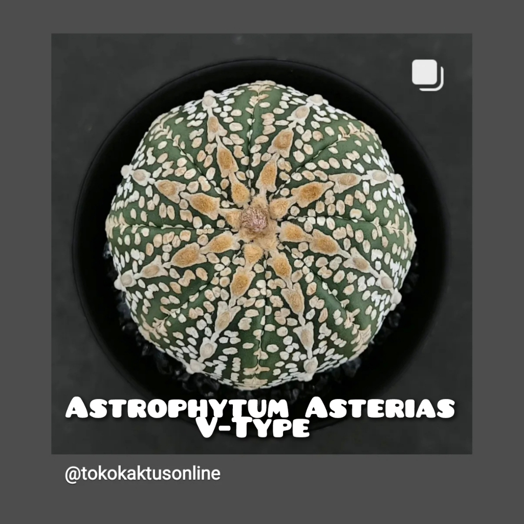 Astrophytum Asterias V-Type seedling