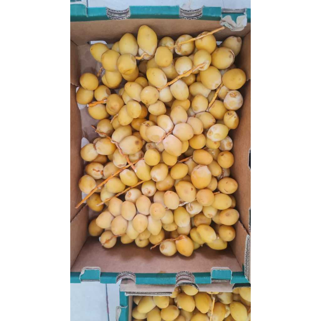 

Kurma Muda Promil Kurma Muda Kuning Untuk Program Hamil