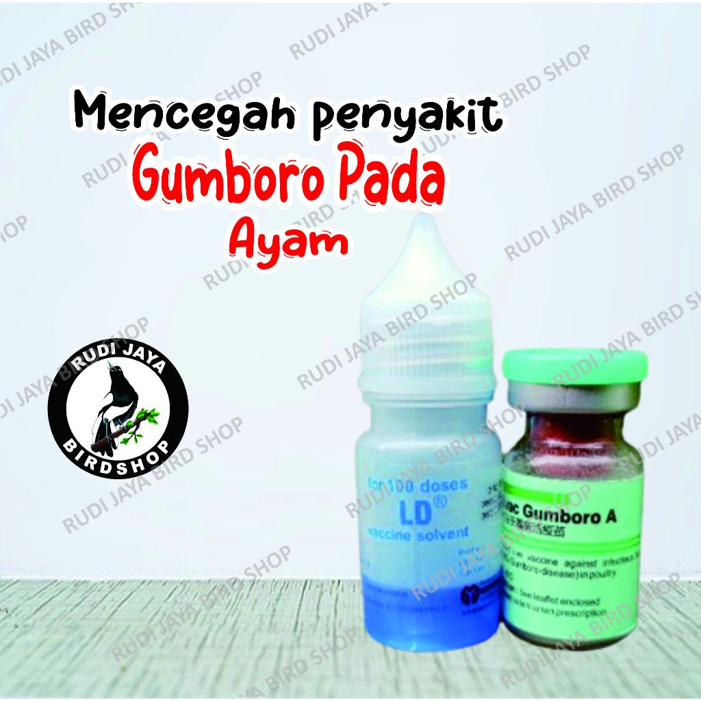 VAKSIN AYAM MEDIVAC GUMBORO A 100DS VAKSIN AYAM USIA 7 HARI MENCEGAH AYAM UNGGAS SAKIT GUMBORO