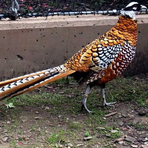 telur ayam hias Reeves Pheasant