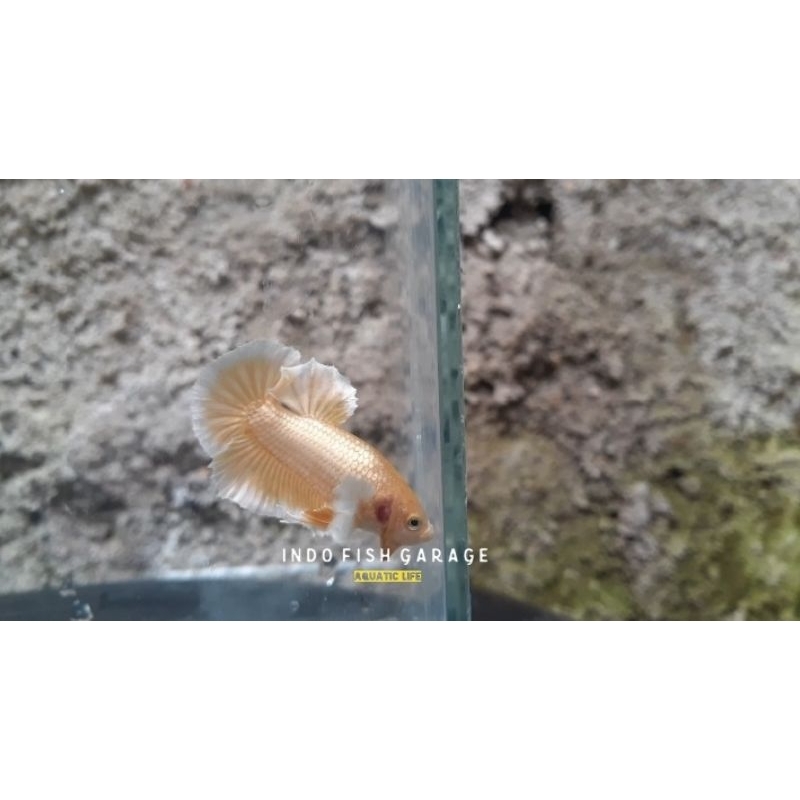 ikan cupang dumbo ear gold jantan