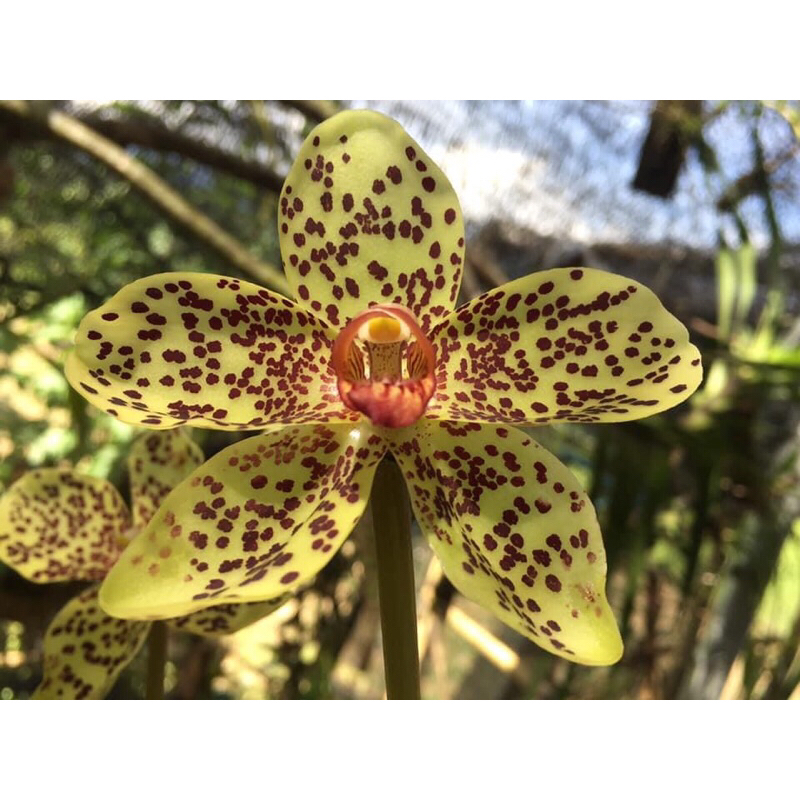 Grammatophyllum speciosum sulawesi