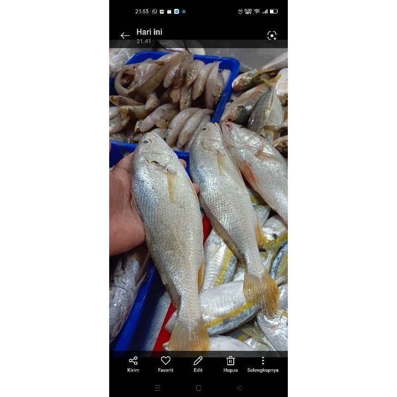 

ikan samge 1kg