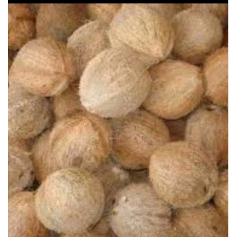 

Kelapa Tua Harga perbutir