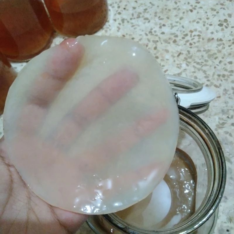 

Bibit scoby Jamur Kombucha/Jamur Dipo Organik