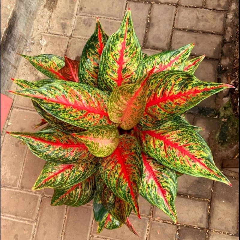 AGLONEMA HOT LADY MUTASI SUPER /AGLONEMA HOT LADY/ TANAMAN HIAS AGLAONEMA HOT LADY MURAH/ Tanaman hi