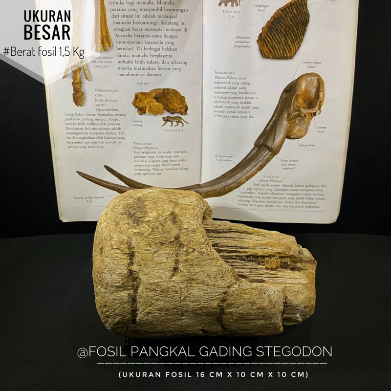 Fosil Pangkal Gading Stegodon Purba C44 atau Fosil Gajah atau Fosil Hewan