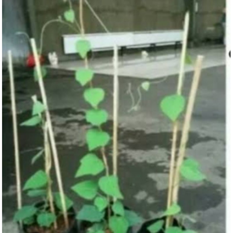 cincau bulu