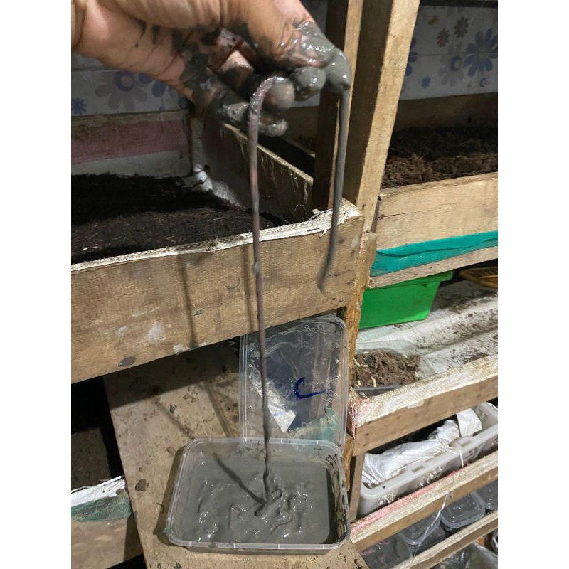 cacing Nipah/pumpun/Laut grade C