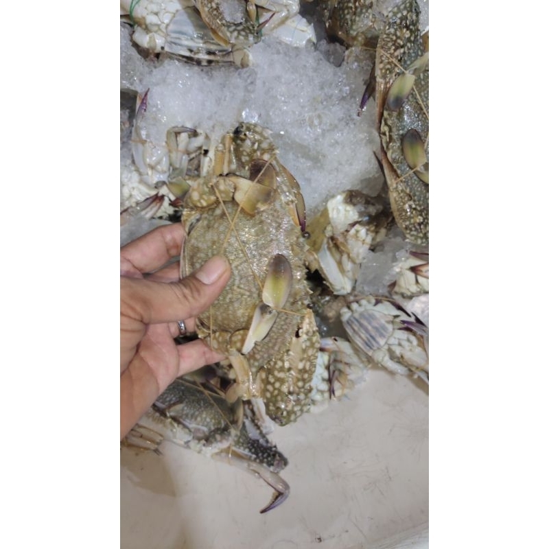 

rajungan super besar 1kg isi 4 spy 5 ekor