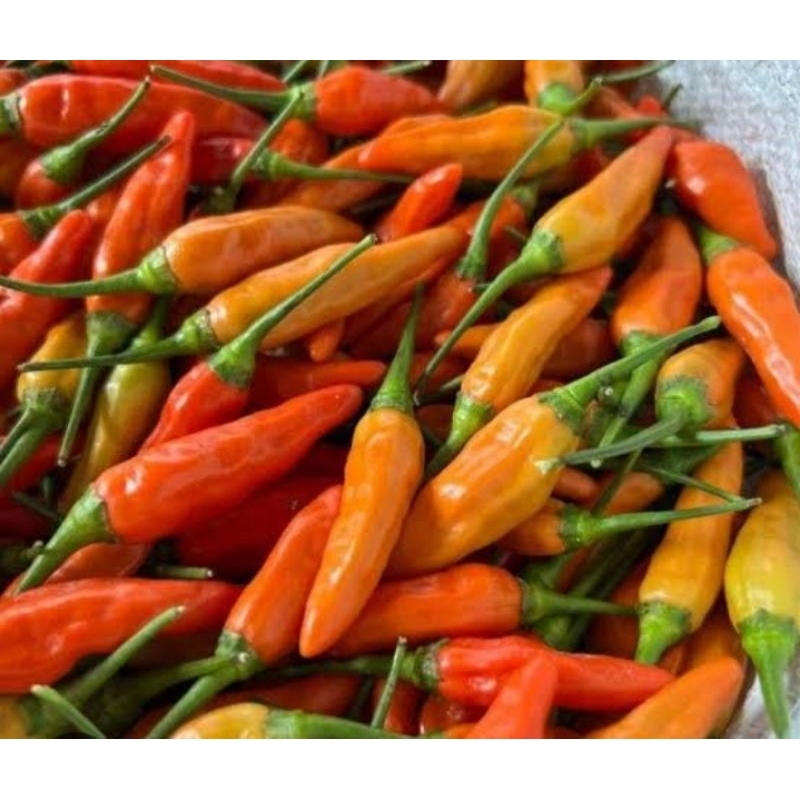 

Cabe Ori 500g Fresh Langsung Dari Petani