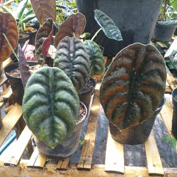 tanaman hias alocasia cuprea/alocasia tengkorak/keladi tengkorak 3-5daun