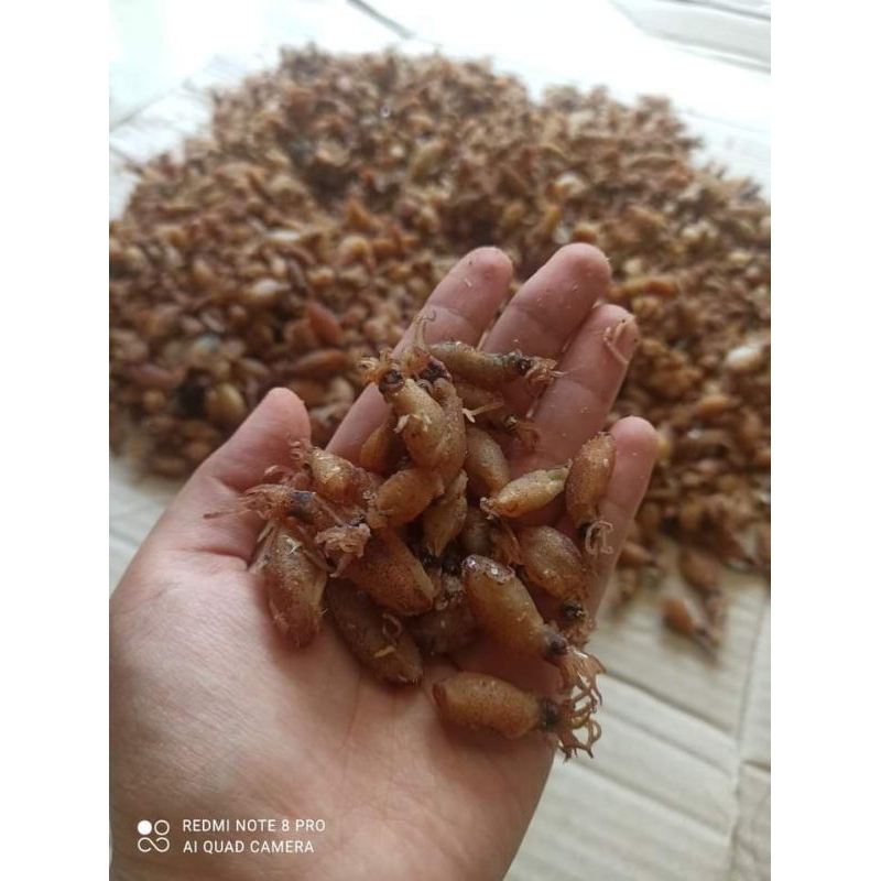 

baby cumi asin premium 1-2cm 1 kg FULL KERING 100%