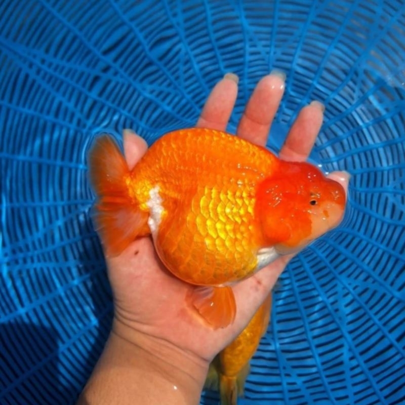 Ikan Mas Koki Ranchu Size Jumbo Grade A