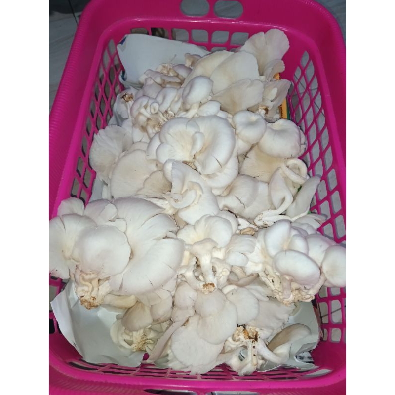 

jamur tiram segar langsung dari petani