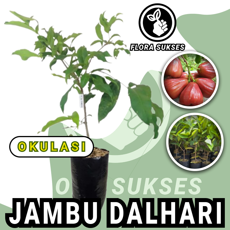 Bibit Jambu Dalhari Tanaman Jambu Air Dalhari Okulasi Cepat Berbuah