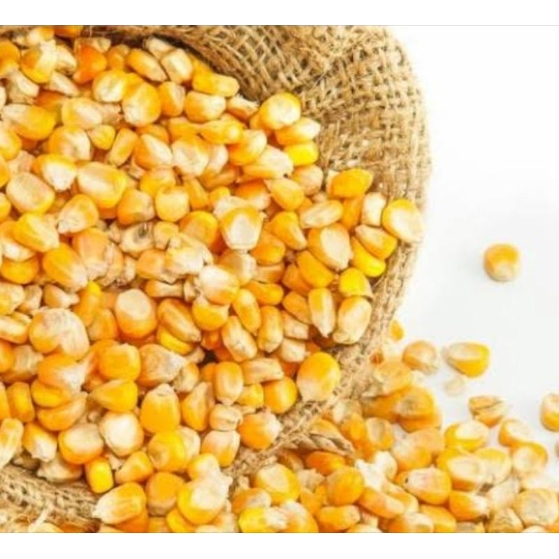 

Jagung popcorn Butterfly BIGGI premium/jagung popcorn kupu kupu besar