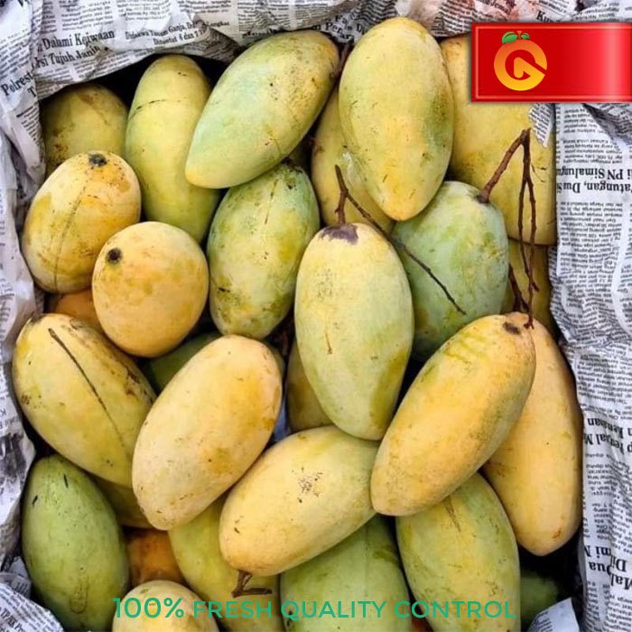 

Buah Mangga Thailand Fresh 1 KG
